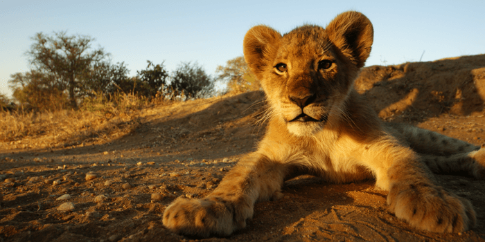 Major Moolah Jackpot can produce some handsome wins for Mega Moolah players